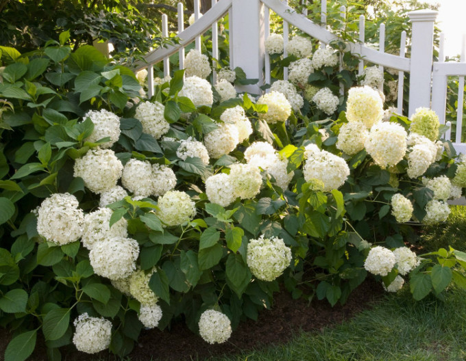 Hortenzie velkolistá „Snowball“ 2l
