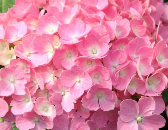 Hortenzie velkolistá  „Bouquet Rose“ 2l