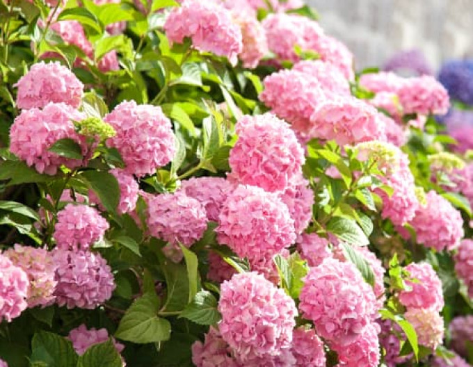 Hortenzie velkolistá  „Bouquet Rose“ 2l