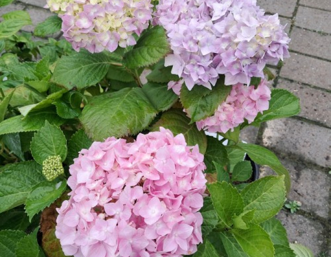 Hortenzie velkolistá  „Bouquet Rose“ 2l