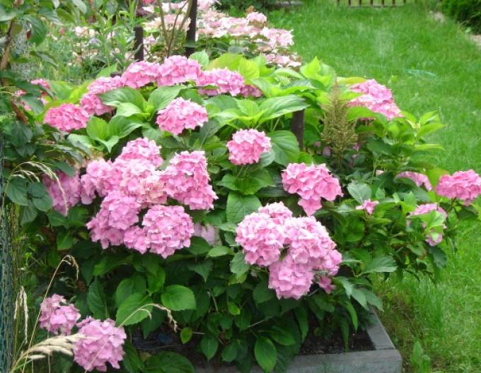 Hortenzie velkolistá  „Bouquet Rose“ 2l