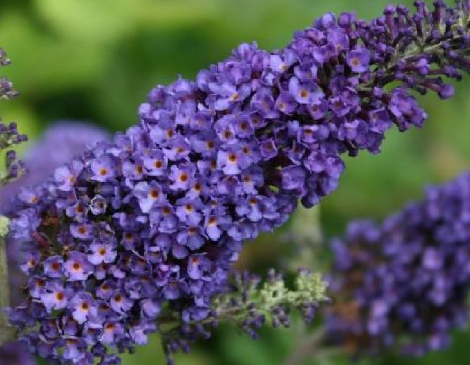 Motýlí keř, Komule Davidova ’Empire Blue’ 2l
