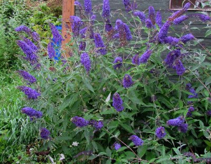 Motýlí keř, Komule Davidova ’Empire Blue’ 2l