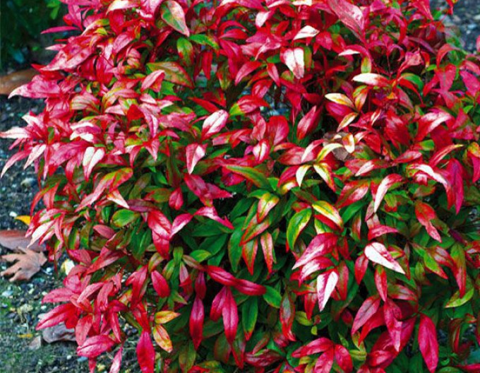 Nandina „Fire Power“ 2 l