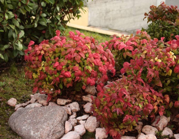 Nandina „Fire Power“ 2 l