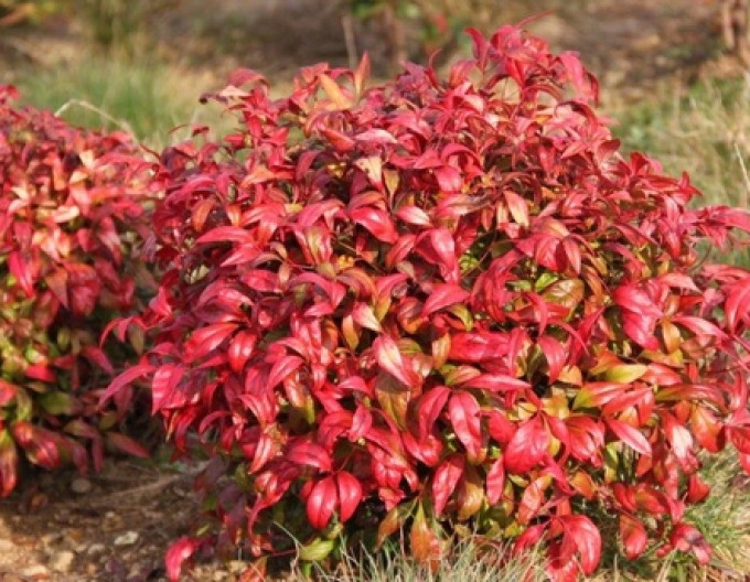 Nandina „Fire Power“ 2 l