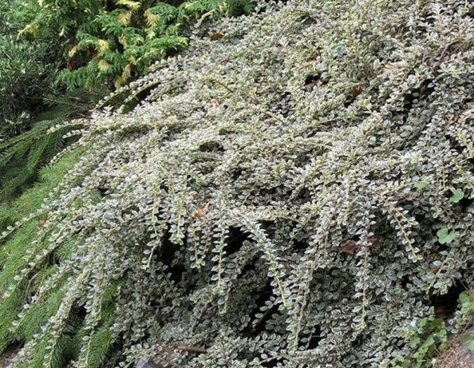 Rockrose Variegatus