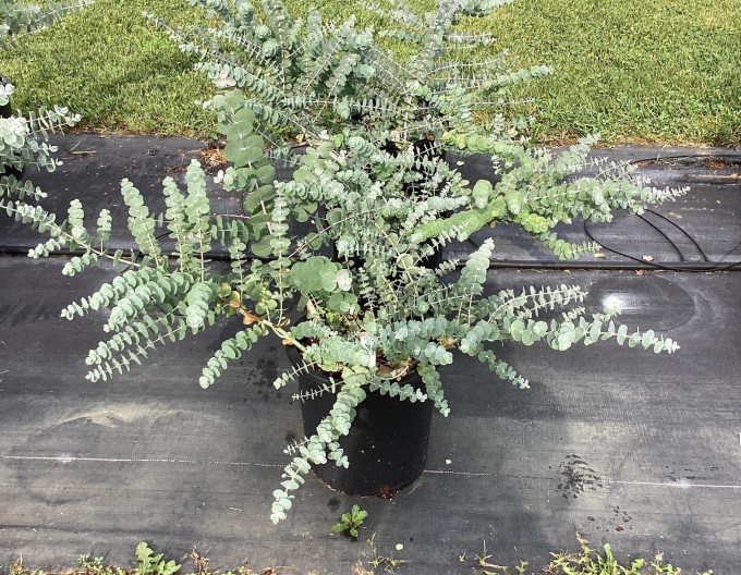 Eukalyptus „Baby Blue“