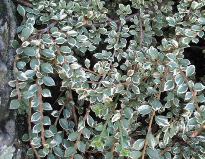Rockrose Variegatus