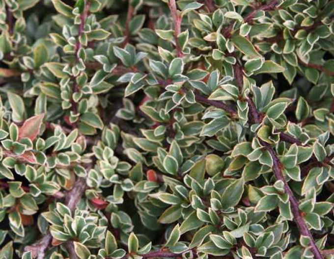 Rockrose Variegatus