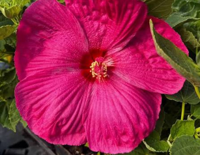 Ibišek bahenní  „Luna Rose“