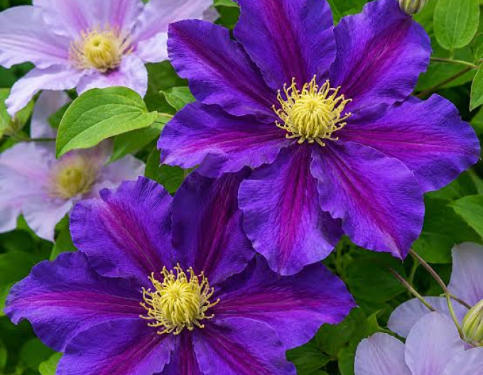 Clematis Lavender Beauty