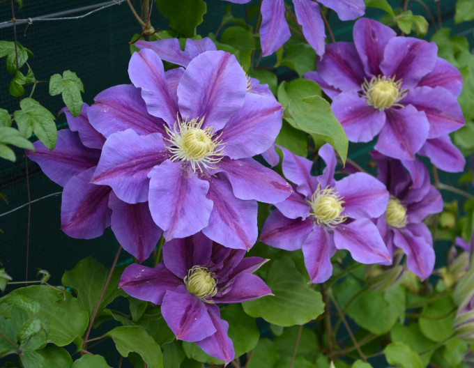 Clematis Lavender Beauty
