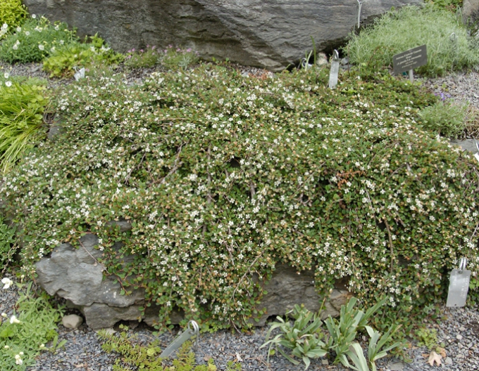 Skalník ´ Streibs Findling ´