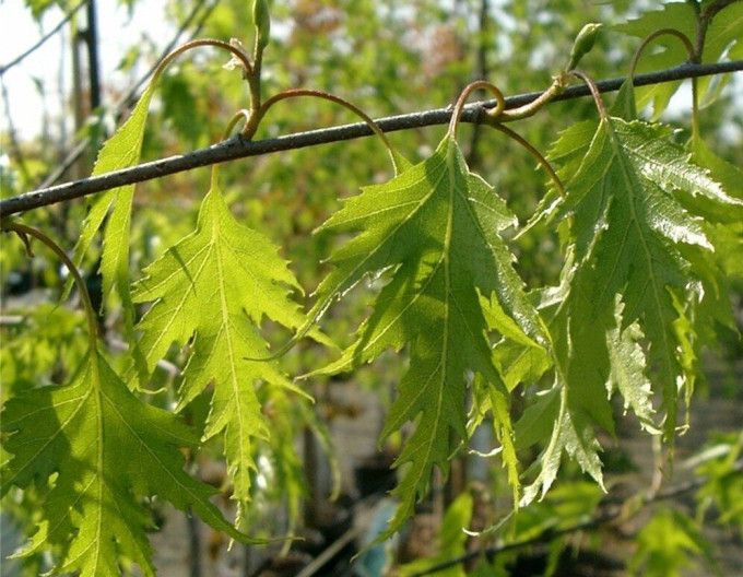 Bříza převislá „Dalecarlica“