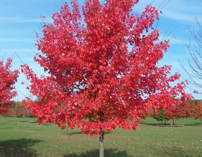 Javor červený „Autumn Flame“ 2 l