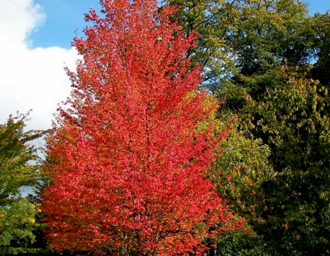 Javor červený „Autumn Flame“ 2 l