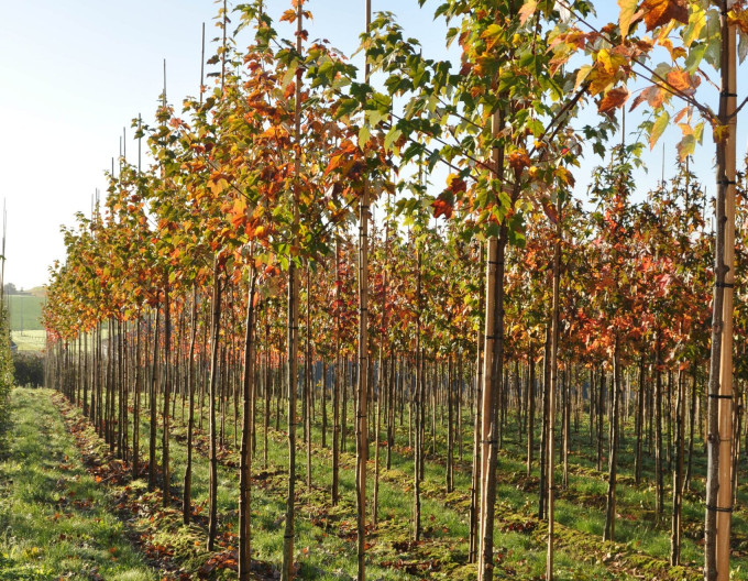 Javor červený „Autumn Flame“ 2 l