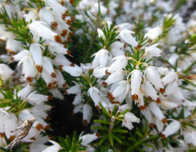 Heather lotion ´Isabell´