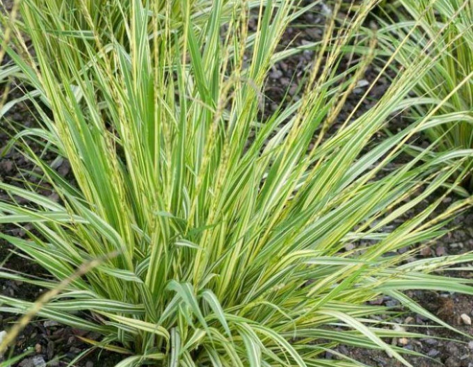Bezkolenec „Variegata“ 2 l