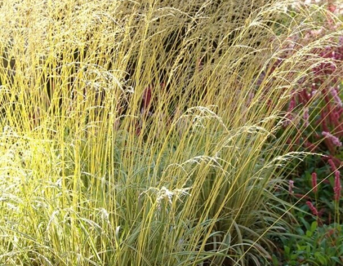 Bezkolenec „Variegata“ 2 l