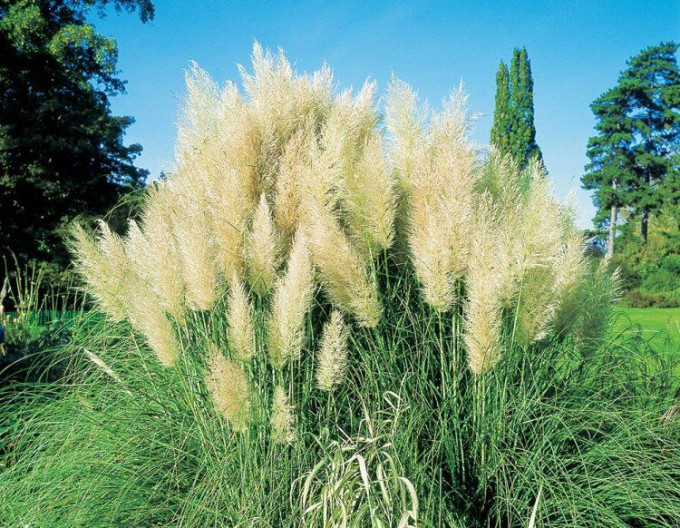 Pampová tráva – Kortaderia ‚Pumila‘