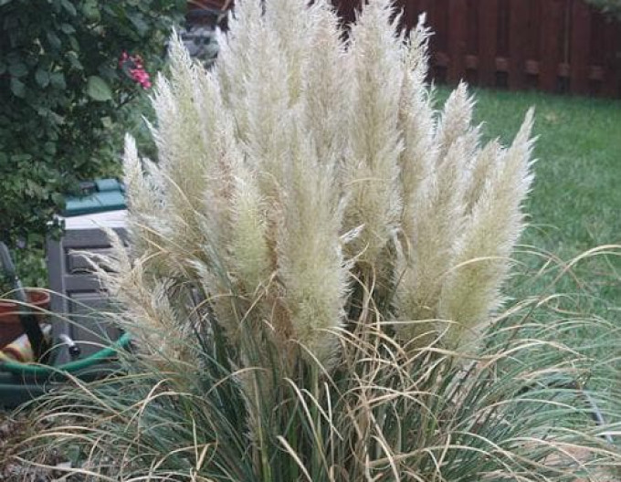 Pampová tráva – Kortaderia ‚Pumila‘