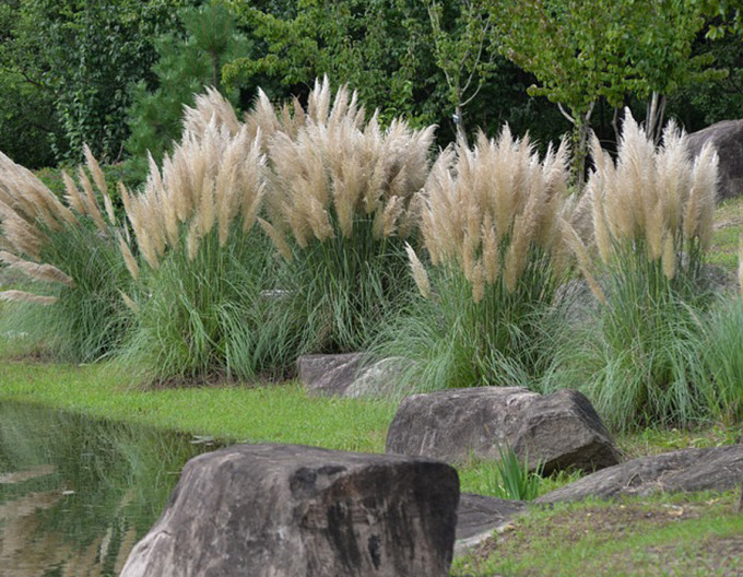 Pampová tráva – Kortaderia ‚Pumila‘