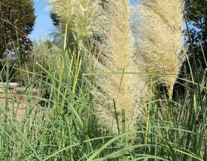 Pampová tráva – Kortaderia ‚Pumila‘
