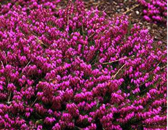 Heather Myretoun Ruby