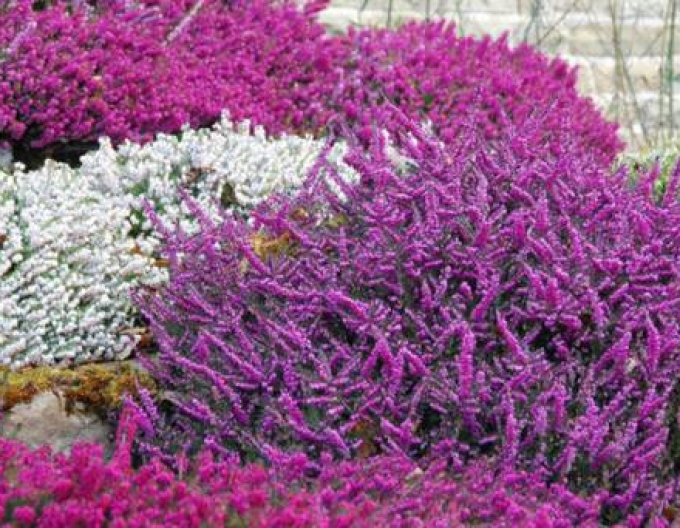 Heather Myretoun Ruby