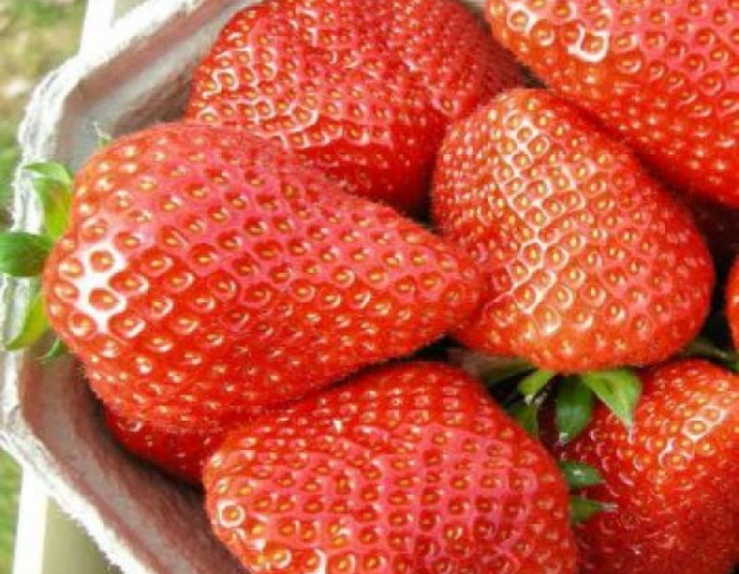 Strawberry Flair brzy