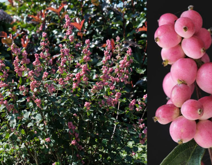 Symphoricarpos – Pámelník  ’Magic Berry’