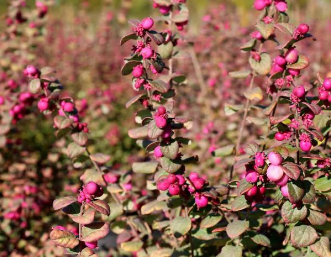 Symphoricarpos – Pámelník  ’Magic Berry’