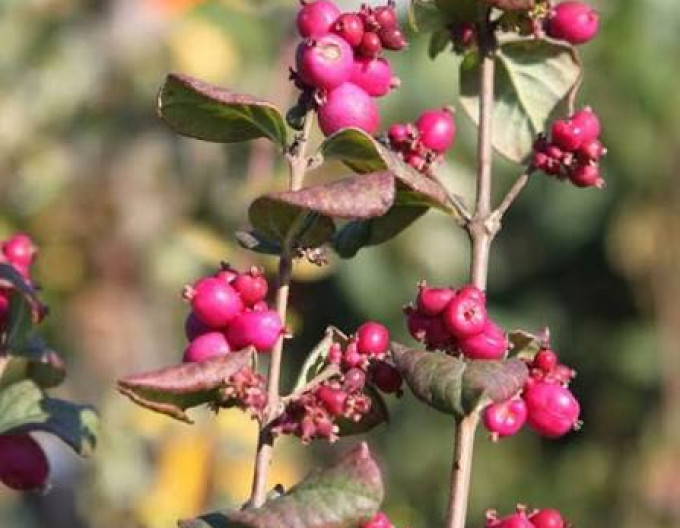 Symphoricarpos – Pámelník  ’Magic Berry’