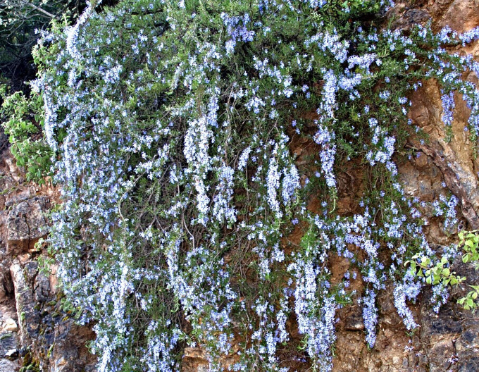 Rozmarýn lékařský „Corsican Blue“