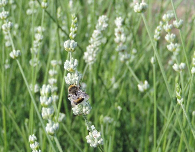 Levandule ’Alba’