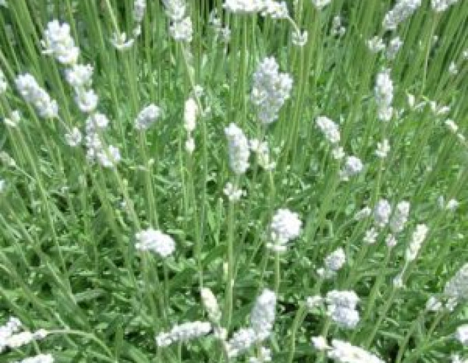 Levandule ’Alba’