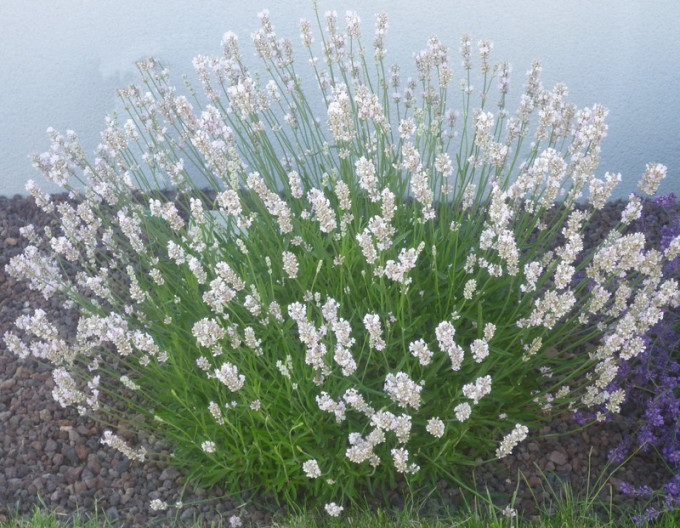 Levandule ’Alba’