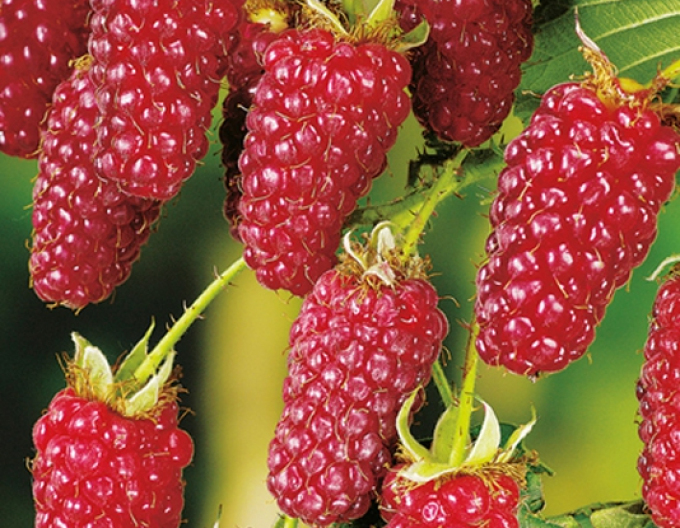 Raspberryberry ´Boysenberry´
