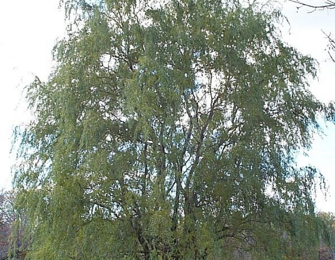 Vrba kroucená „Tortuosa“ 2l
