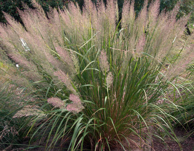 Smlz – Calamagrostis brachytricha 2 l