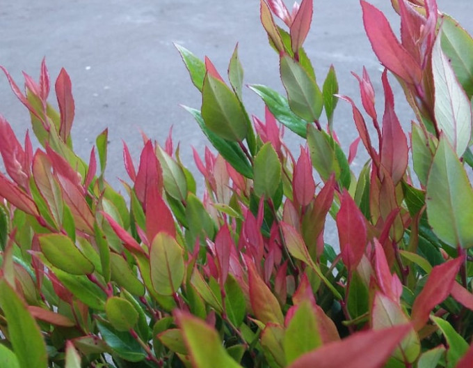 Leucote axillaris ’Little Flames’