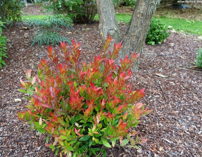 Leucote axillaris ’Little Flames’