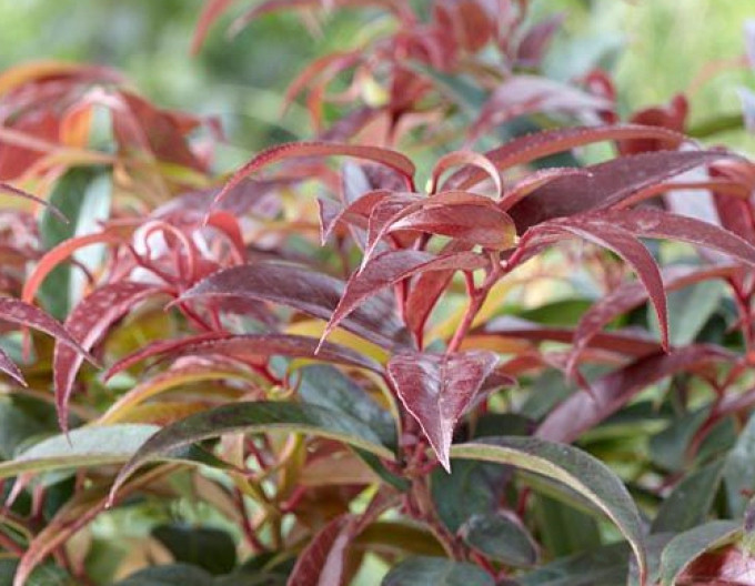 Leukote keiskei „ROYAL RUBY“ 2l