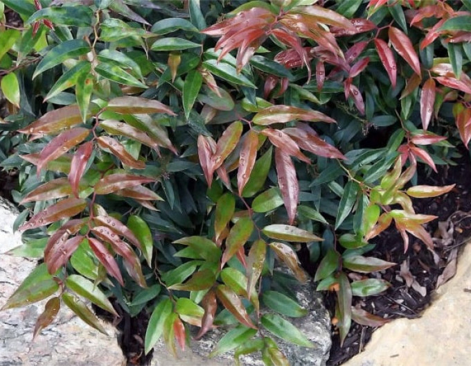 Leukote keiskei „ROYAL RUBY“ 2l