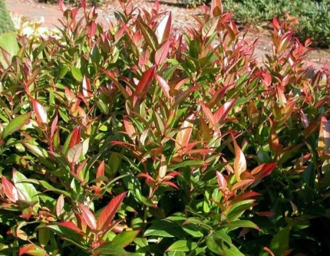 Leukote keiskei „ROYAL RUBY“ 2l