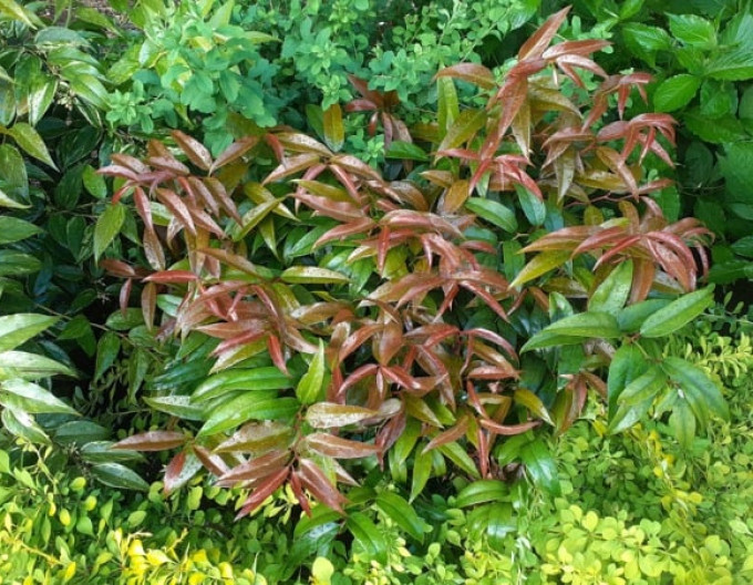 Leukote keiskei „ROYAL RUBY“ 2l