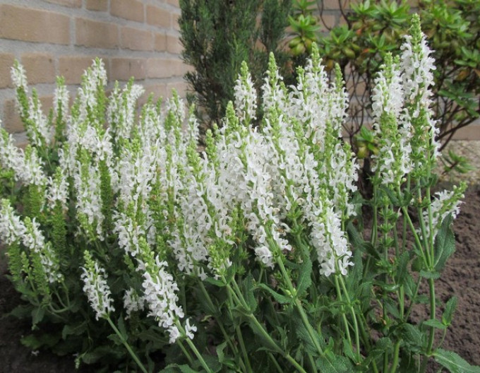 Šalvěj  „Schneehugel“ 2l