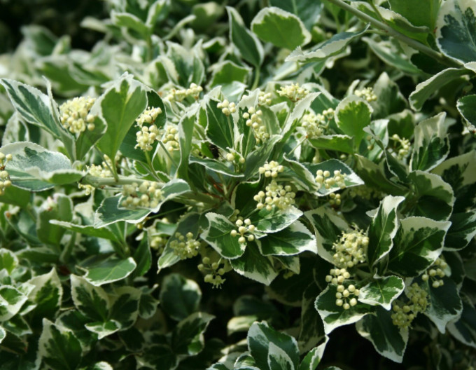 Bršlen Fortuneov „EMERALD GAIETY“ 2l